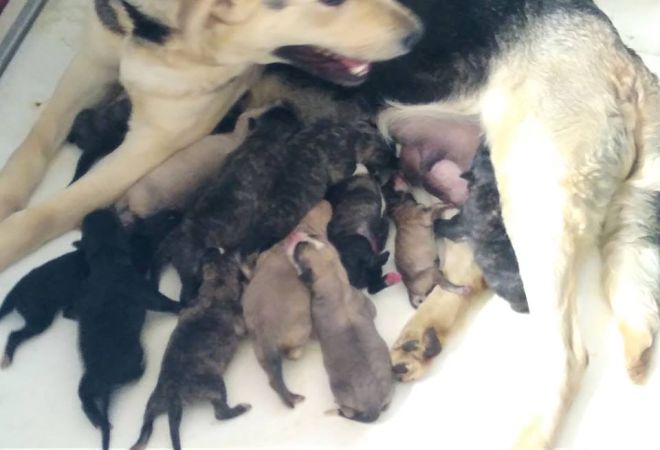 Canina Randagia Partorisce 9 Cuccioli Come Adottarli 055firenze