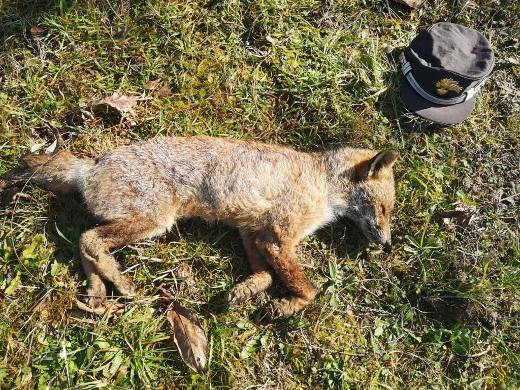 Scarperia arma una trappola per animali selvatici e causa la morte di una volpe