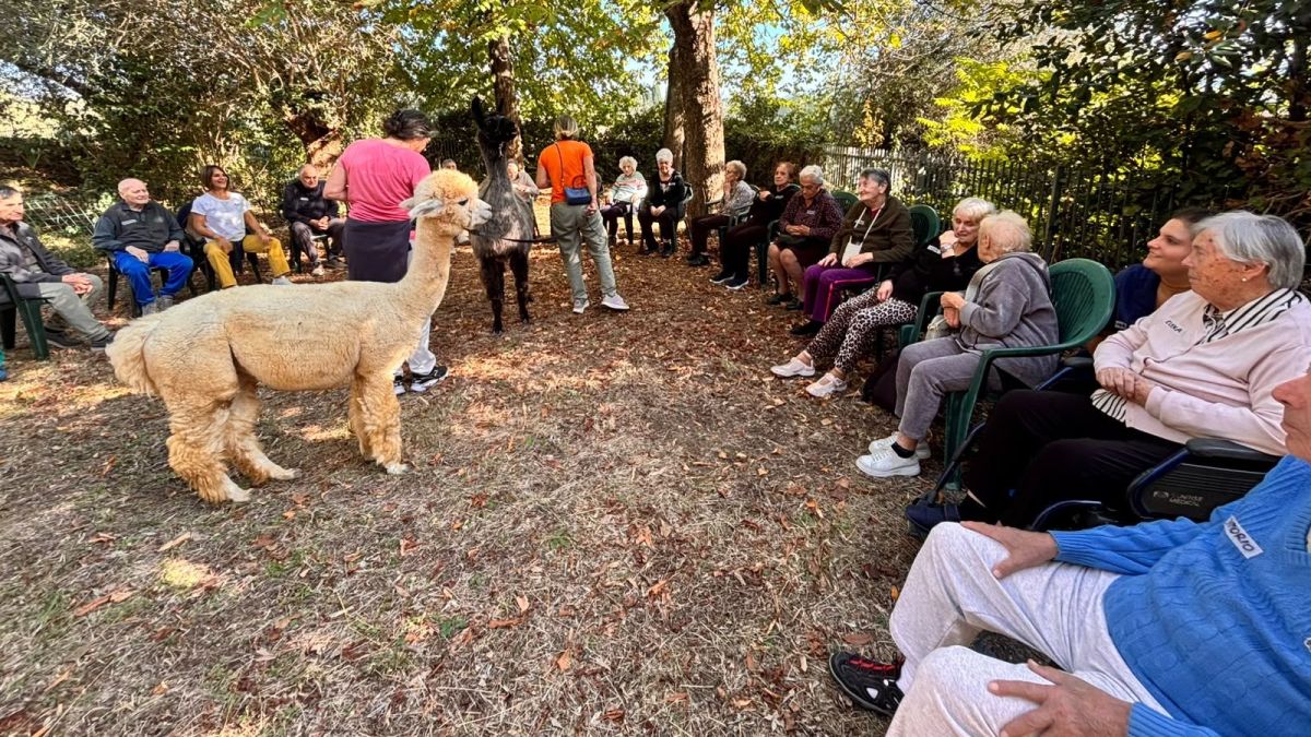 Znit Un alpaca e un lama al Centro Alzheimer per stimolare la memoria degli ...