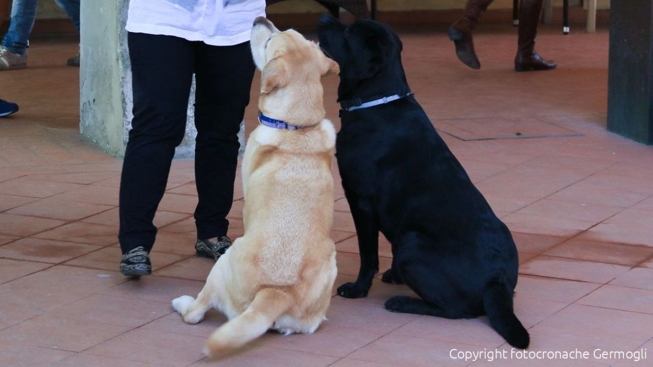 Bailey Il Cane Più Ricco Del Mondo