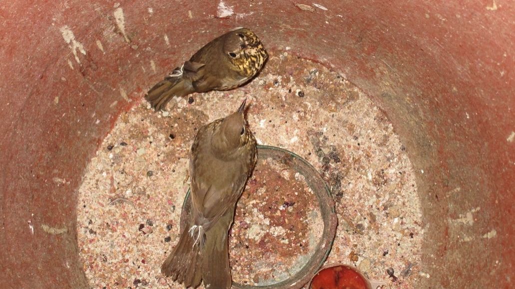 Fucecchio, trappole per uccelli nel giardino di casa: ritrovati 350  volatili, interviene la polizia