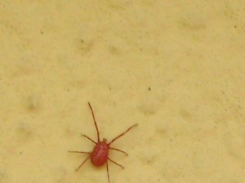 L Esercito Dei Ragnetti Rossi Ma Cosa Sono