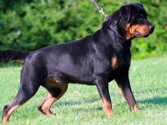 Cani con guinzaglio e museruola, il sindaco di Prato: 'Serve ...