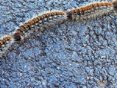 Disinfestazione Contro La Processionaria Del Pino