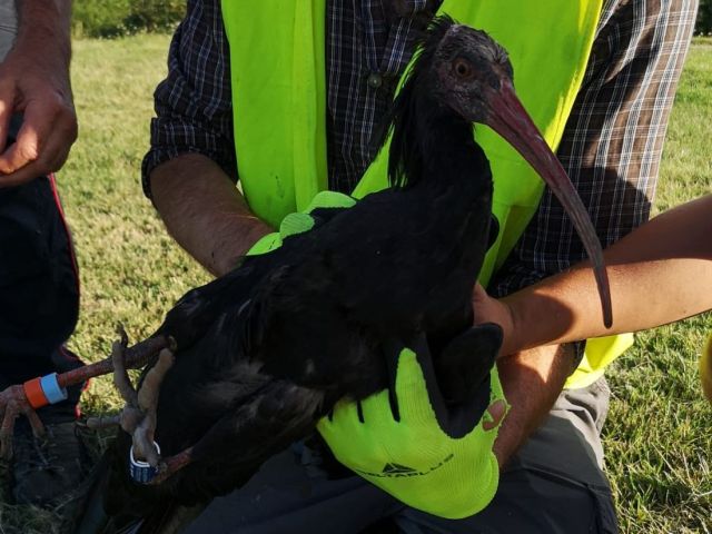 Scarperia Ritrovato Un Raro Esemplare Di Ibis Eremita Con Zampa Fratturata