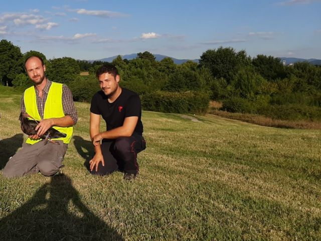 Scarperia Ritrovato Un Raro Esemplare Di Ibis Eremita Con Zampa Fratturata