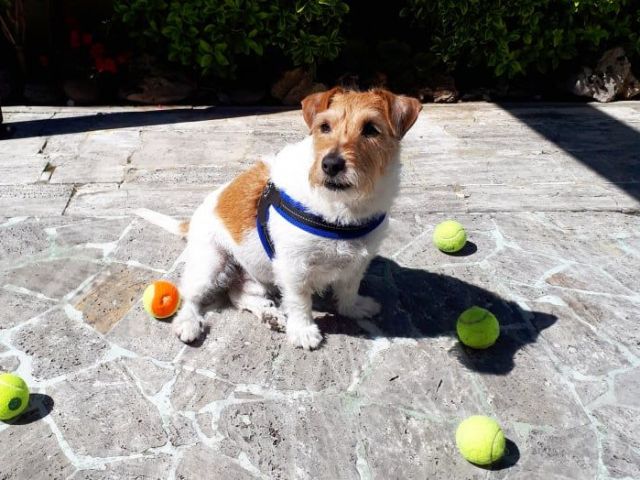 Giornata Internazionale Del Cane Si Celebrano Oggi I Nostri Amici A Quattro Zampe